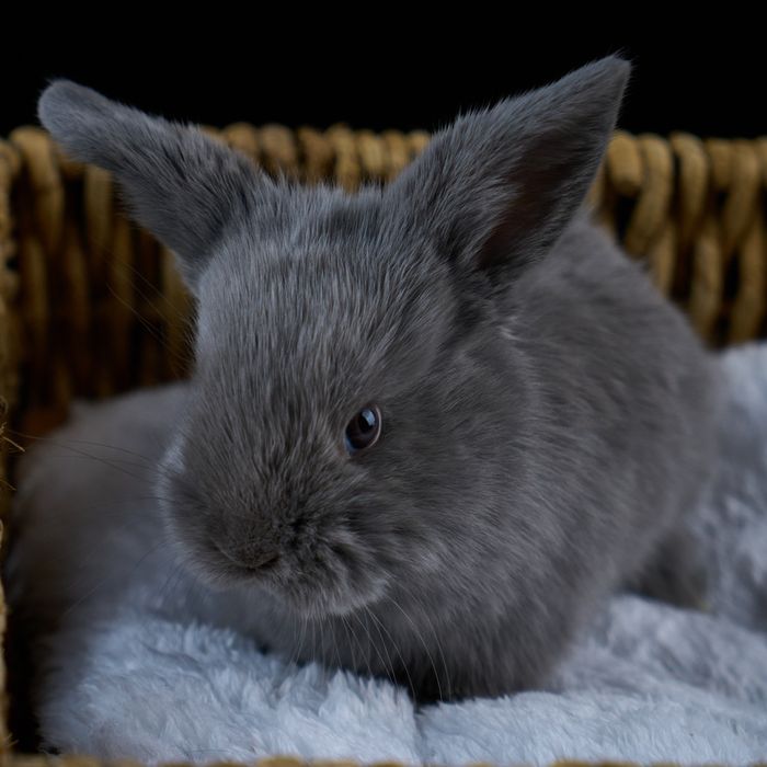 Продам декоративных кроликов.