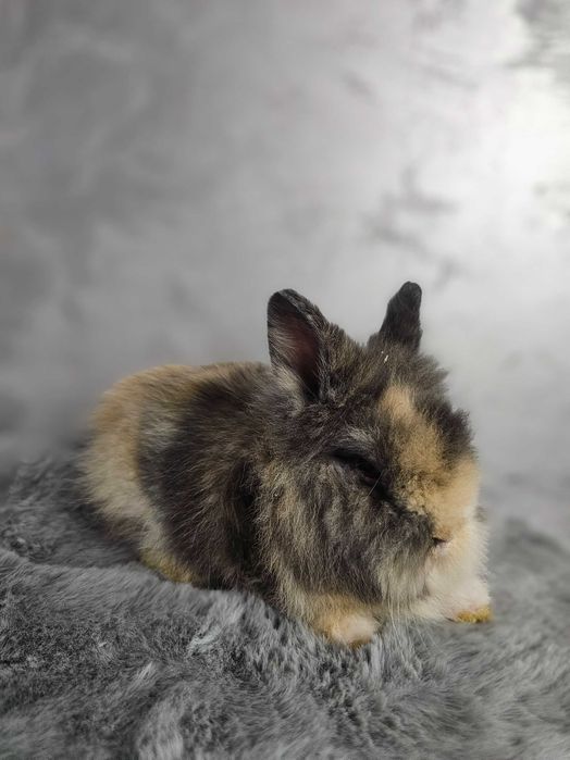 lepurasi din rasa Cap de Leu