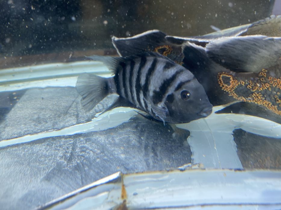 Попугаи мраморные