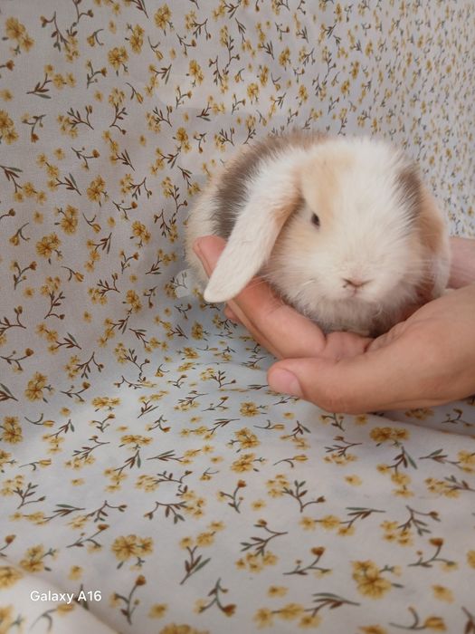 Карликивий куйонлар зоттор куйонлар