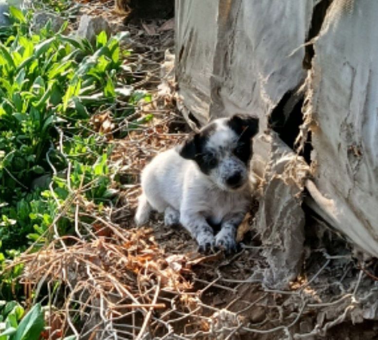 Щенок девочка в добрые руки