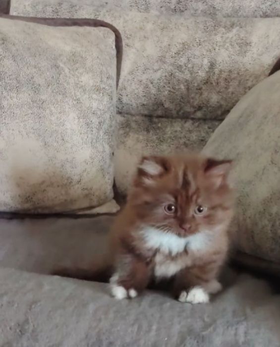 Котенок мальчик в добрые руки