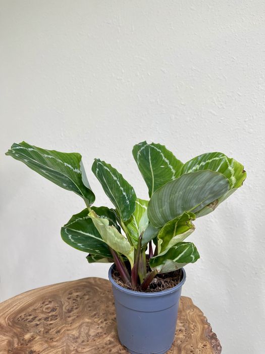 Калатея разные сорта