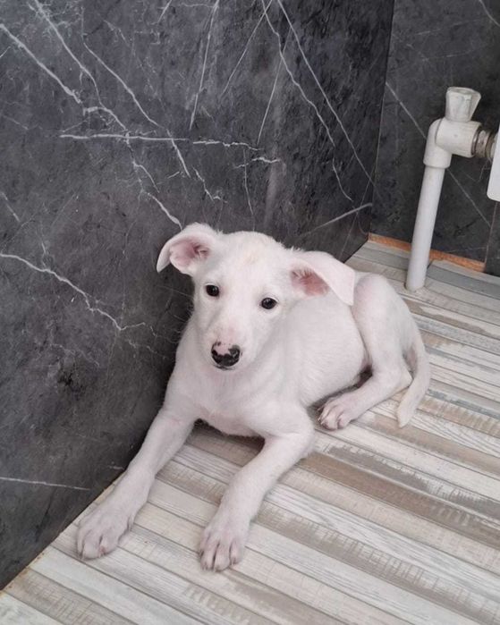 Отдам в добрыет руки щенка