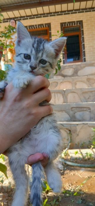 Mushuklar yaxshi qo‘llarga