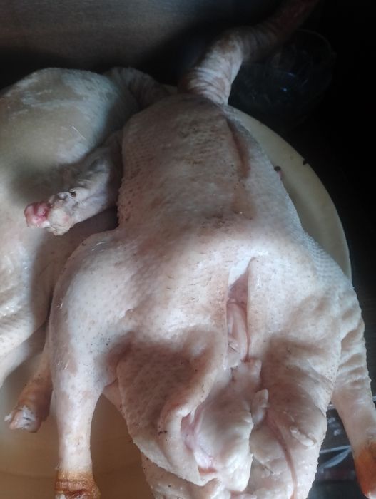 Каз сатылады семиз