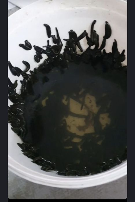 Zuluk зулук оптом арзон