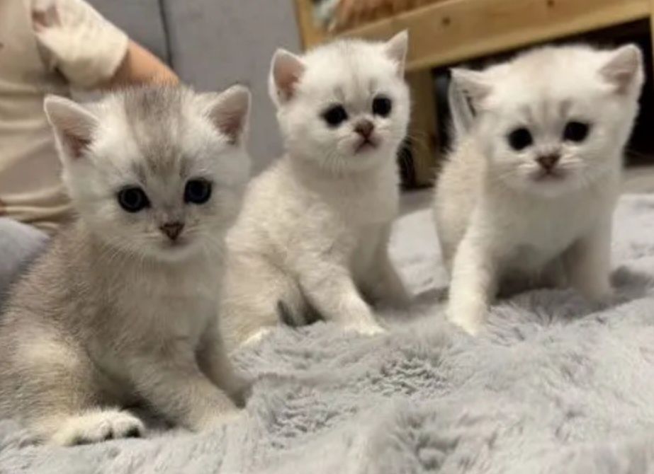 Серебристая шиншилла