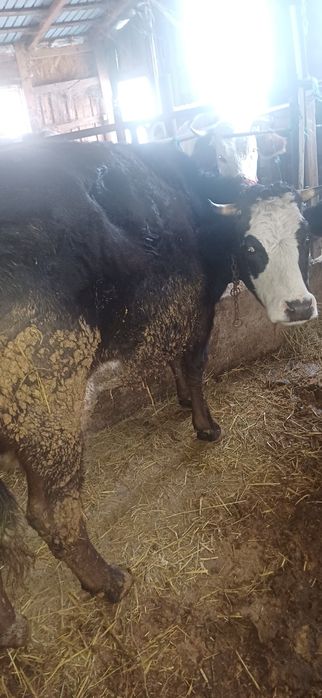 Vând vaca baltata românească gestanta