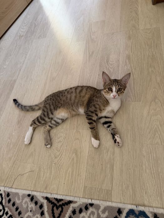 Mushuk beriladi yaxshi qarayman degan inson boʻlsa