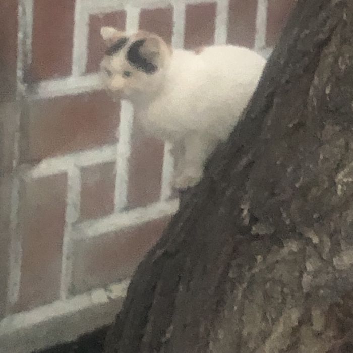 Бездомные животные .