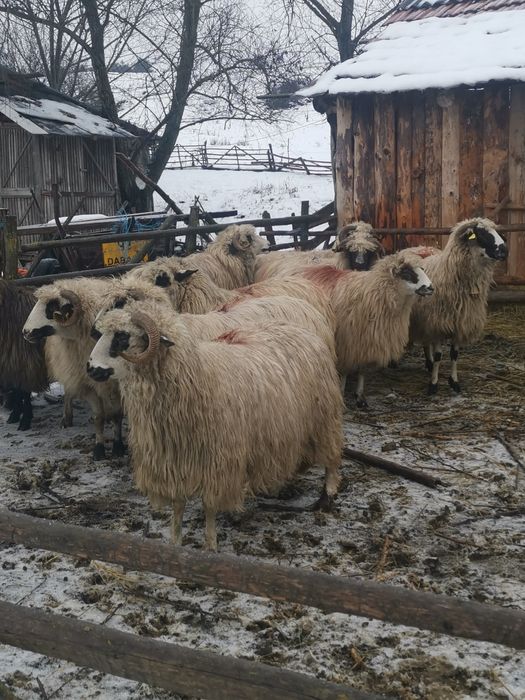 De vanzare.  oi de tinut
