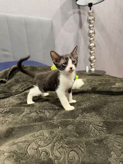 Котенок сфинкс браш