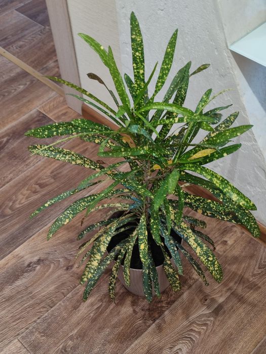 Кротон красивый.