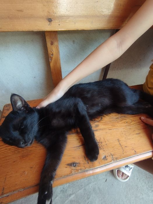 Черный кот, мужчина