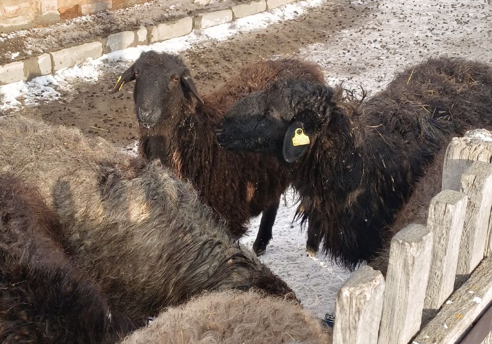 Қойлар қозысымен