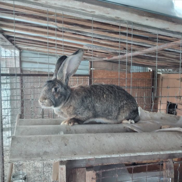 Vînd Femela uriaș german