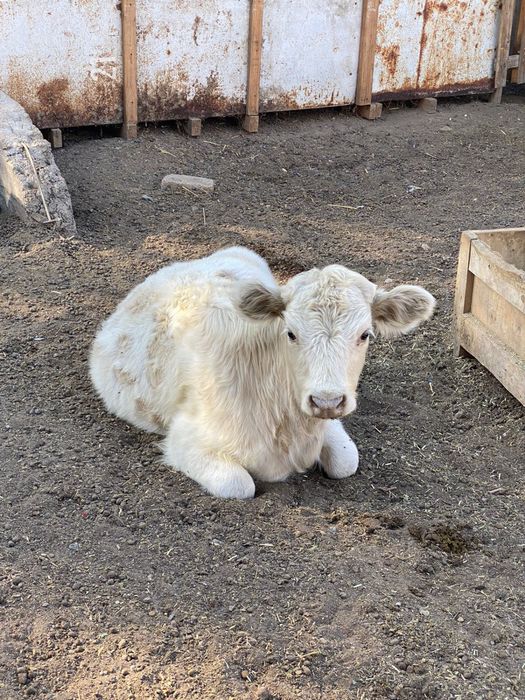 Телёнок / бұзау