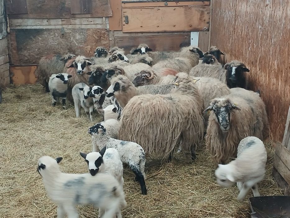 Vand 20 de oi cu miei