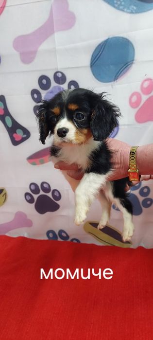 Кавалер кинг чарлз шпаньол.