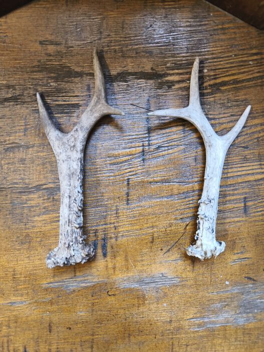 Рога от благороден елен