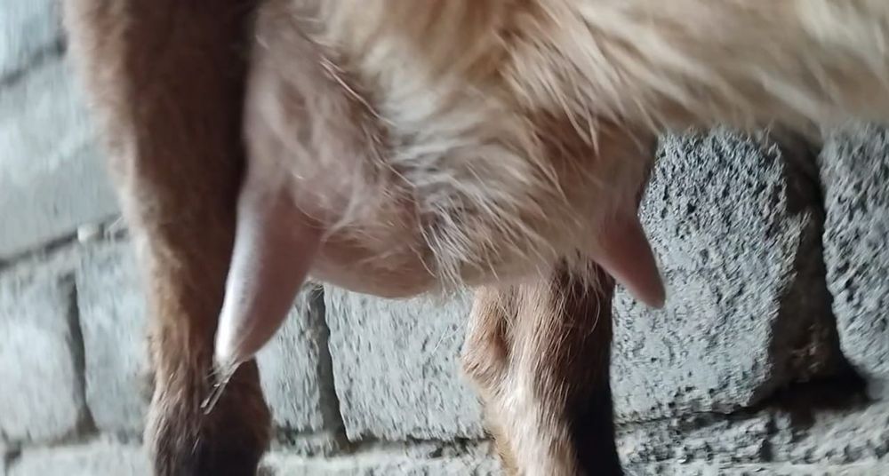 Нубийский салынды ешкі сатылады