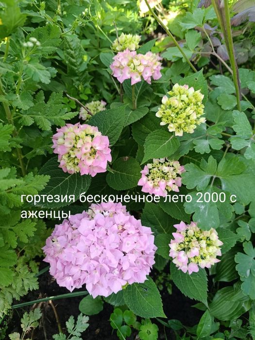 Продам кустарники