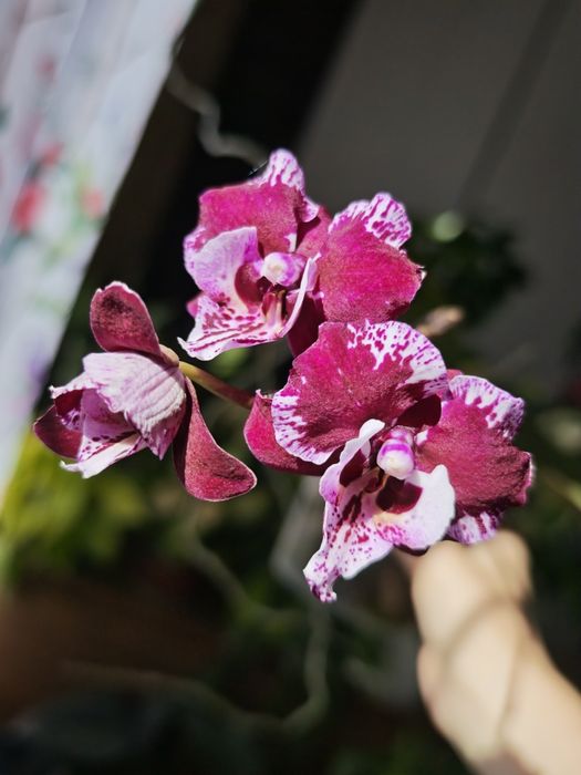 Продам сортовую орхидею. Сорт Black Lace.