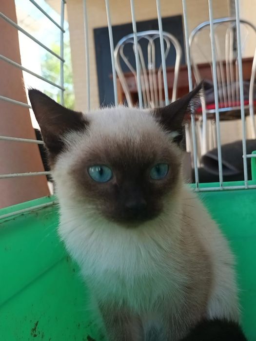 Котята в хорошие руки