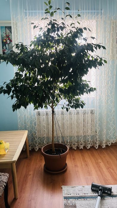 Цветы фикус 3м.