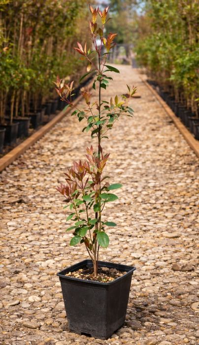 Photinia carre rouge