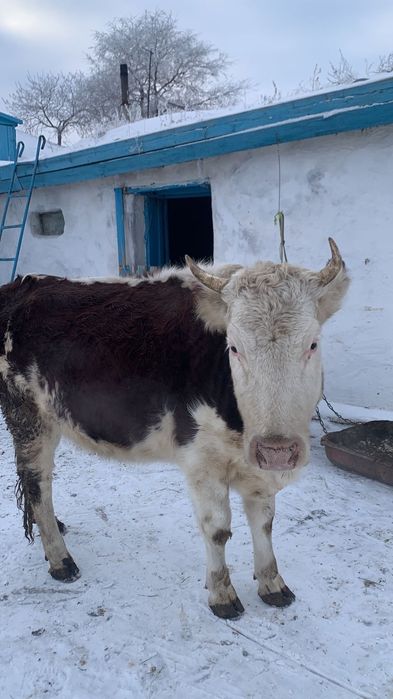 Сиыр сатамын жасы 3 те