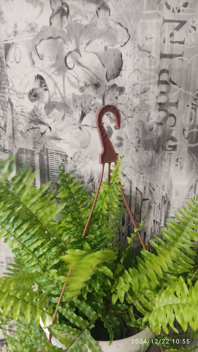 Продам нефролепсис Тигр