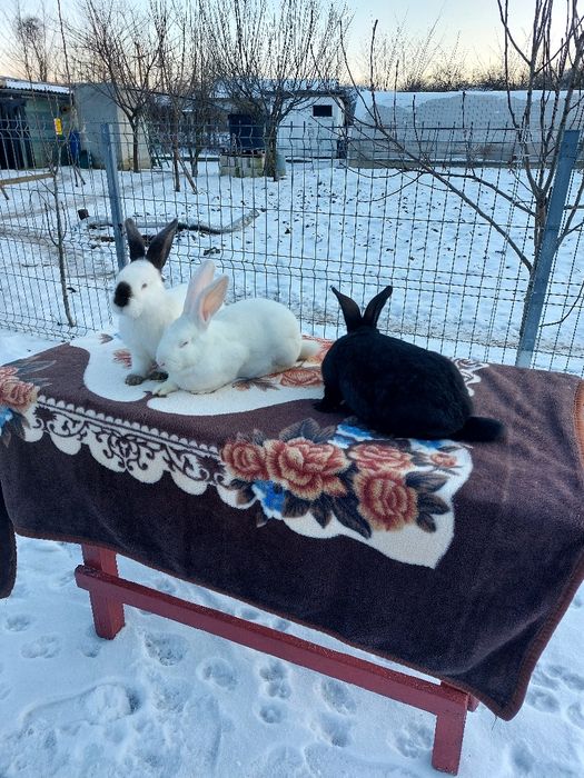 Vând iepuri Uriași de Transilvania