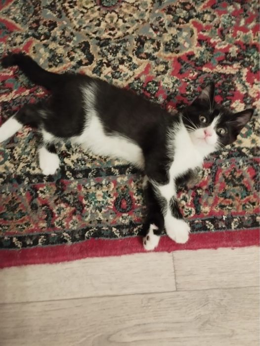 Продаются котята