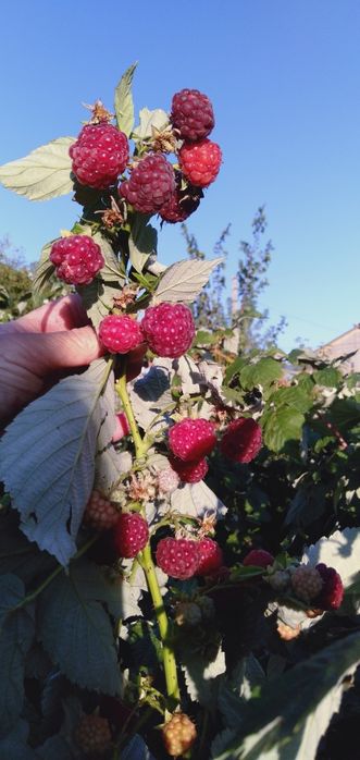 Саженцы малины,продам