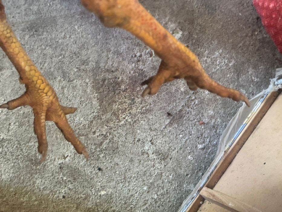 бойцовый петух қораз