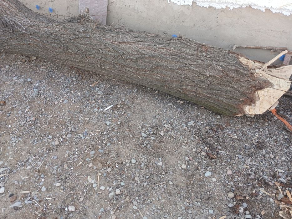 Дрова, отын шабылған теректер