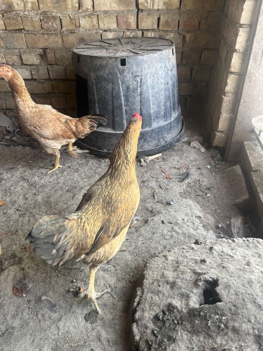 Tovuqlar soni 9ta xamasi soglom tuxum qoyip yotishipti bitasi kurk  !!