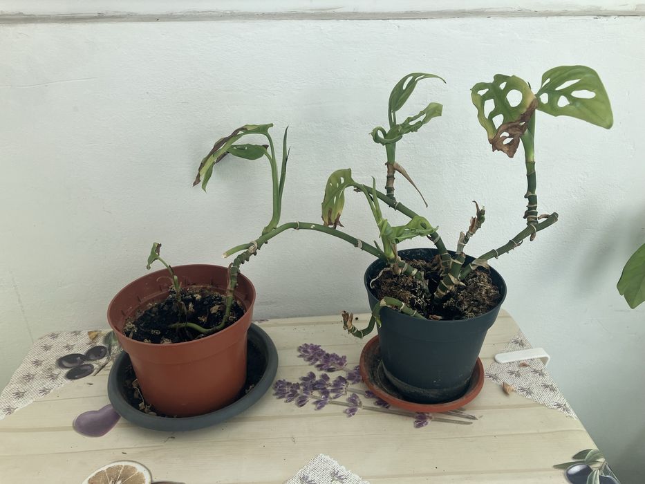 Plante apartament Monstera, cactusi, Kalanchoe, planta cauciuc, ficus Benjamina