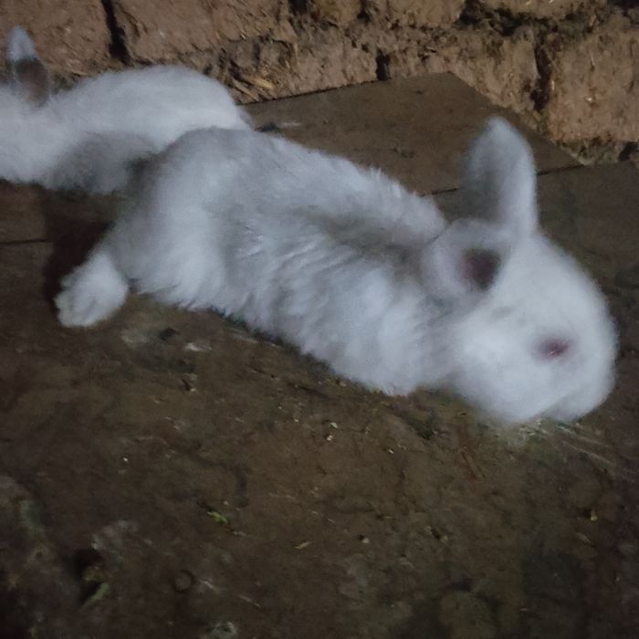 Quyon bolari sotiladi