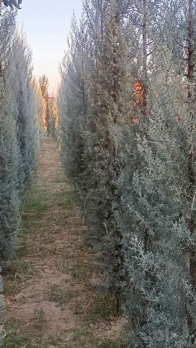 Аризонский кипарис 1 метрдан 3 гача 20$ дан 120$ гача