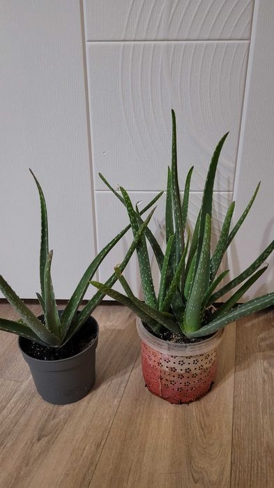 Продам денежное дерево, молочай,колеус,алое