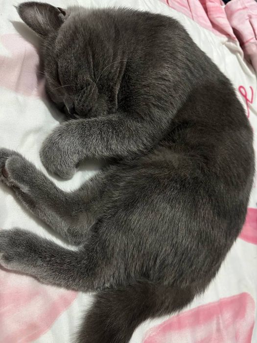 Продам чистокровный кота Британец