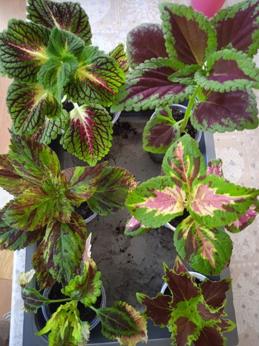 Продам комнатные цветы  колеусы