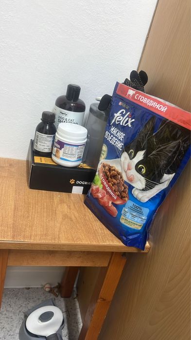 Котята котёнок кот мысык