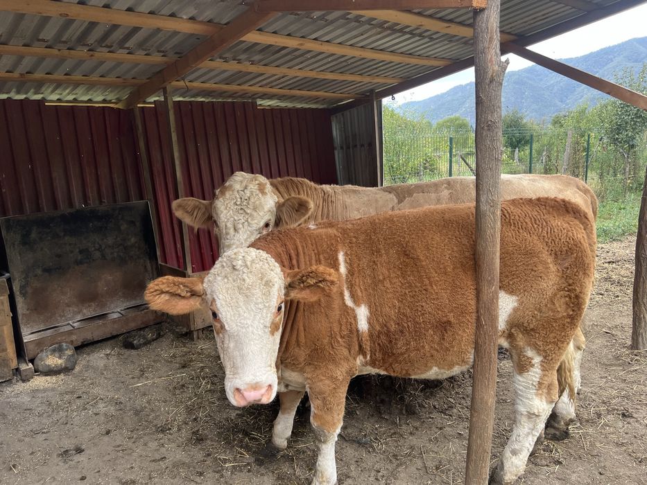 De vanzare juninca gestantă detali la nr de telefon 0751208474