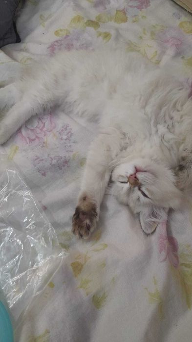 Кошка котенок 3 мес