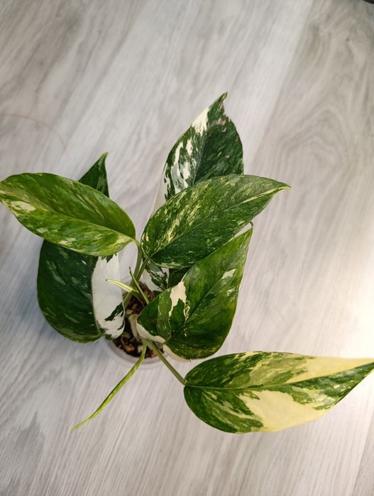 Продам сциндапсусы эпипремнумы филодендрон