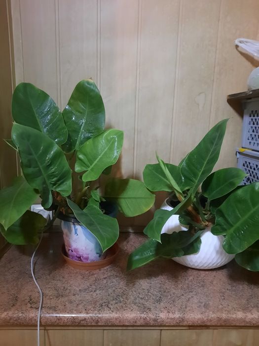 Продам Филодендрон